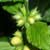 Overview: Hay Fever Causes